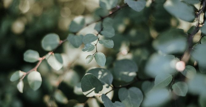 DermaCosmetic Acupuncture by KleVVA Skin Clinic